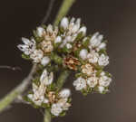 Rugel's nailwort